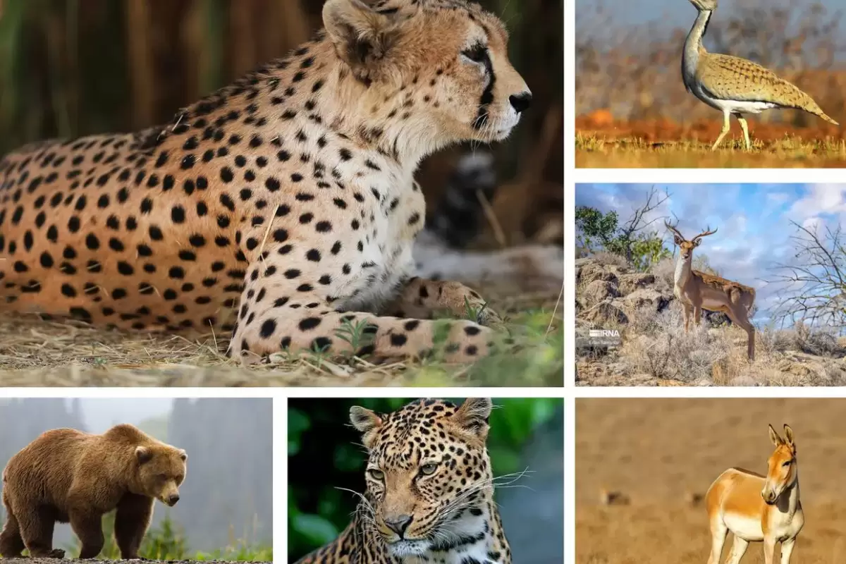 ۸۶ گونه جانوری کشور در معرض انقراض