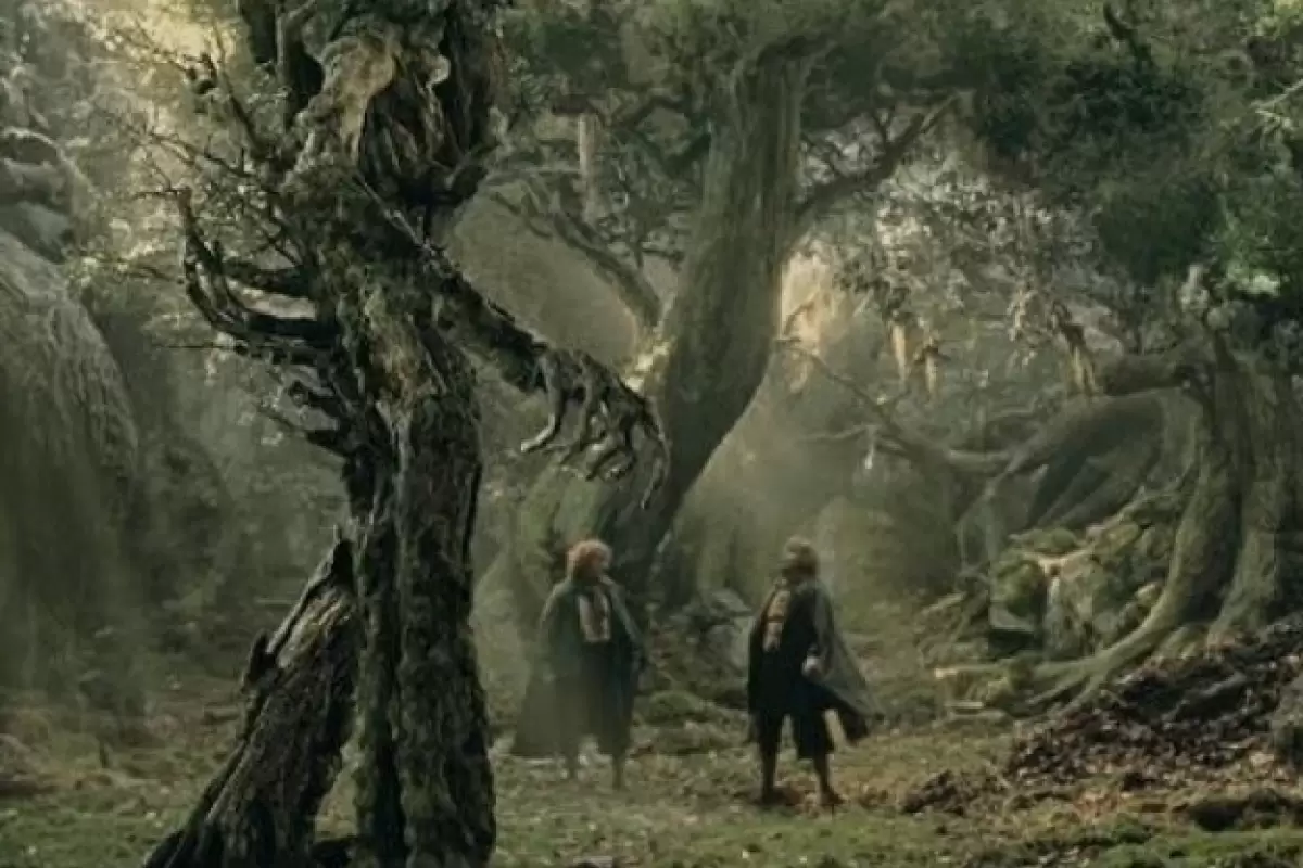 (تصویر) درخت عجیبی که انگار از فیلم «ارباب حلقه‌ها» بیرون آمده است