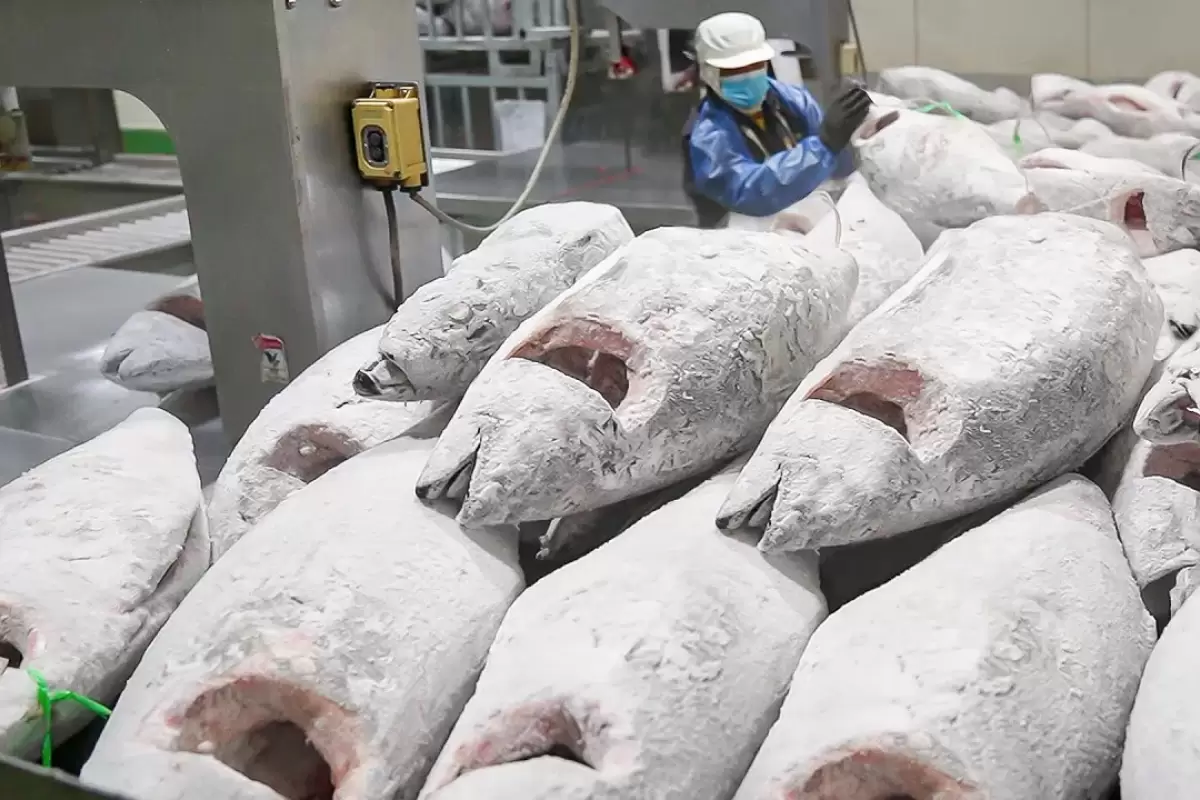 (ویدئو) فرآیند برش هزاران «ماهی تن منجمد» برای تولید سوشی در کارخانه تایوانی