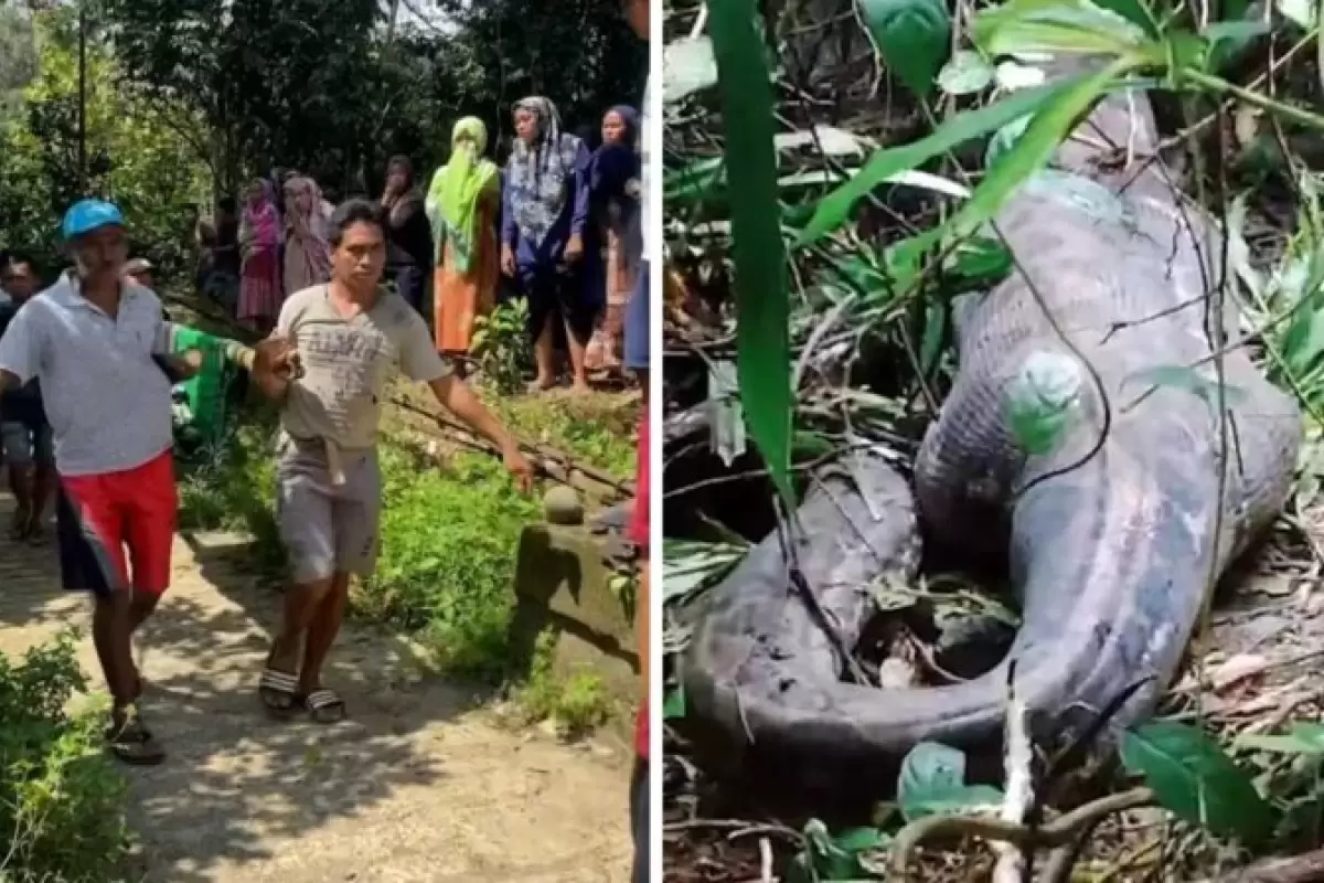 (ویدئو) زن ۵۰ ساله در جنگل‌های اندونزی طعمه مار پیتون غول‌پیکر شد