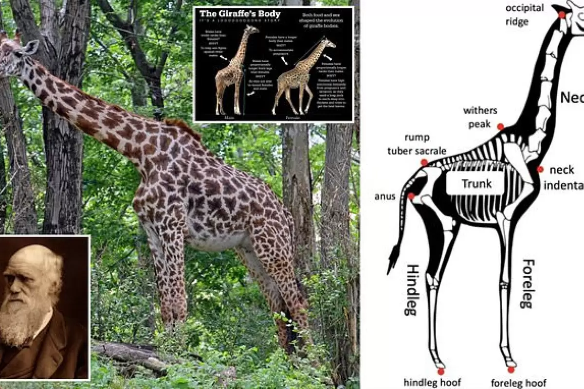 (عکس) دانشمندان نظریه جدیدی در مورد دلیل دراز بودن گردن زرافه ها مطرح کردند