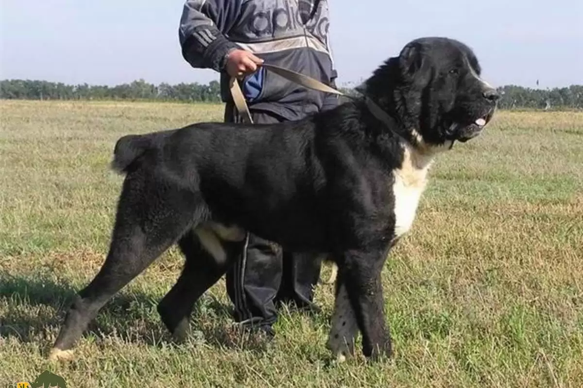 (تصاویر) «سگ سرابی»؛ قوی‌ترین سگ ایران که آمریکایی‌ها عاشق آن هستند