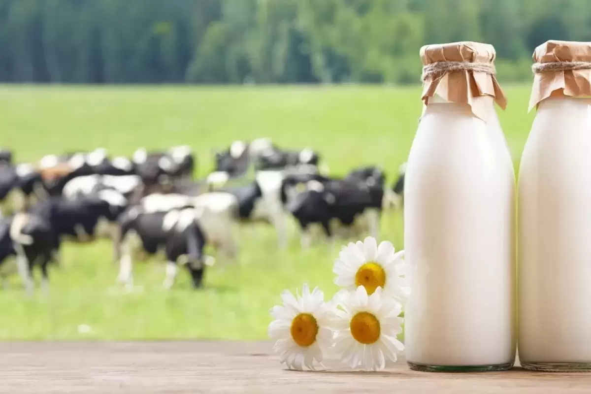 تولید شیر بدون نیاز به گاو!