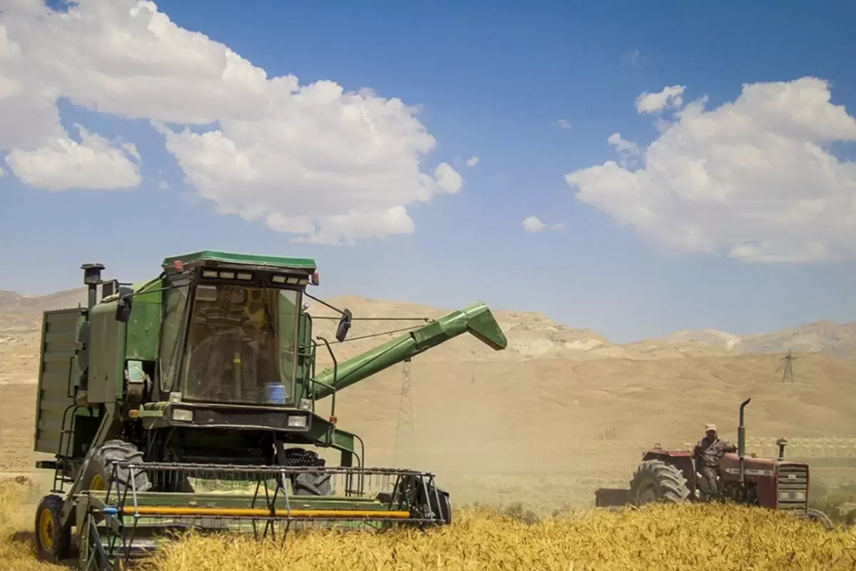 ایران در جمع غول‌های غلات آسیا؛ جهش تولید گندم در سال ۲۰۲۳