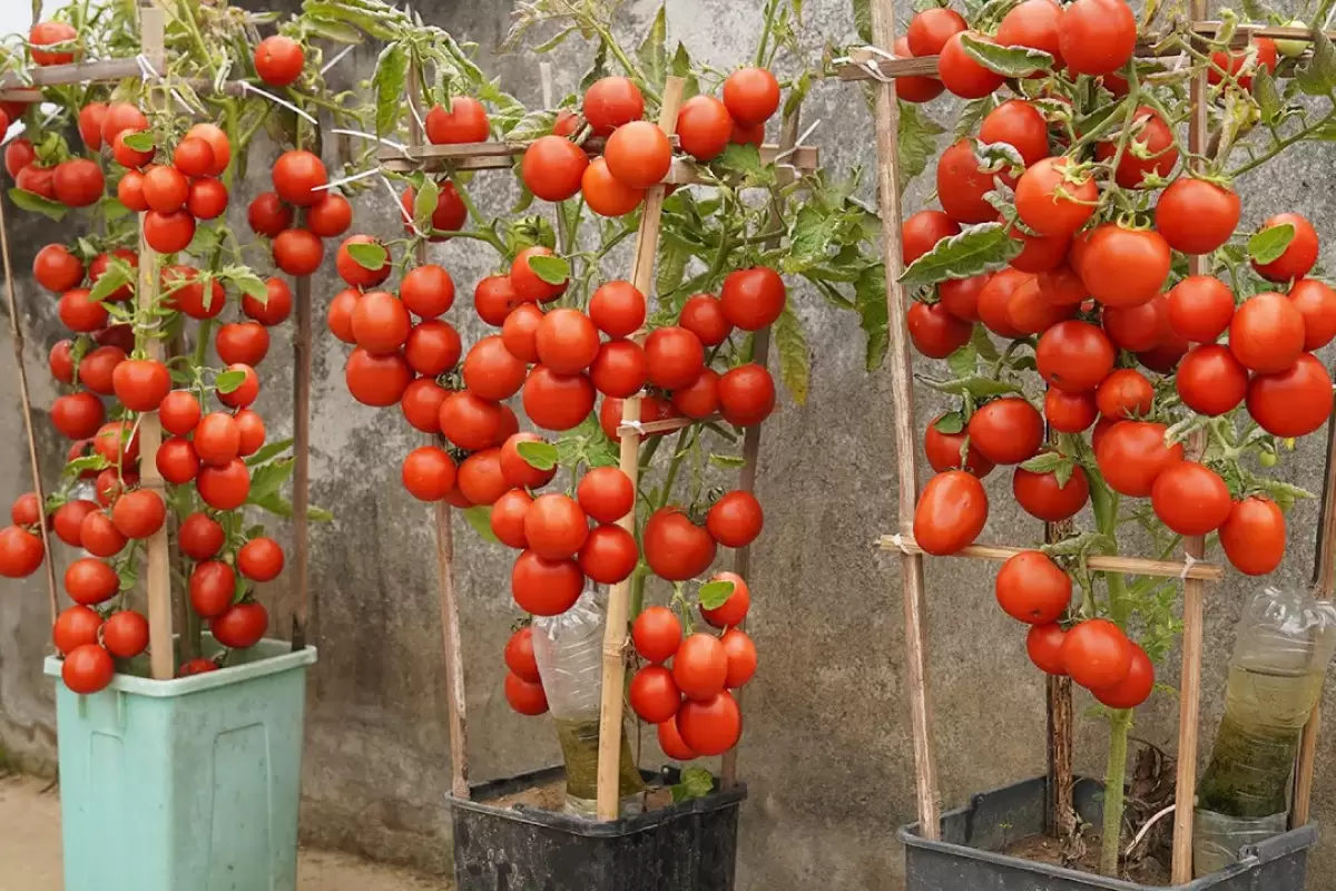 (ویدئو) روش های ساده کاشت گوجه فرنگی در گلدان پلاستیکی در منزل