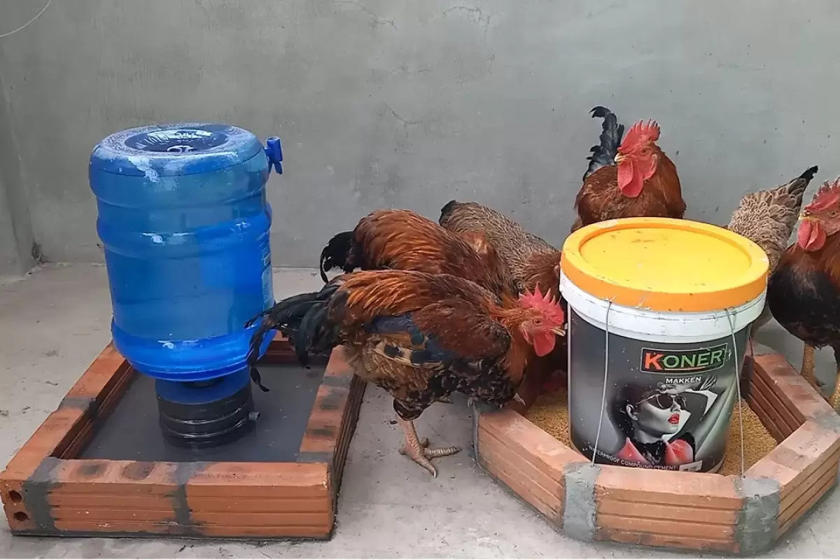 (ویدئو) یک روش ساده برای ساخت دانخوری و آبخوری برای مرغ ها با بطری و آجر