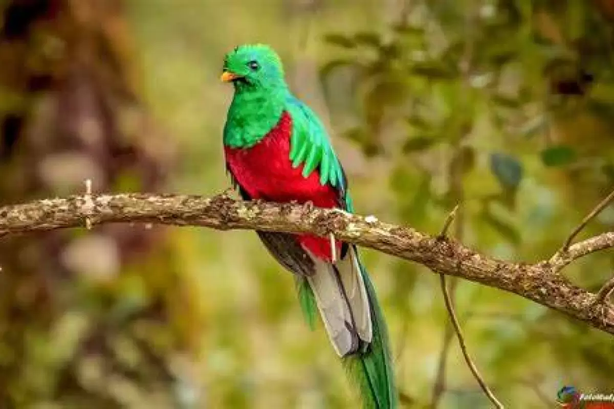 (ویدئو) کتزال درخشنده؛ پرنده ملی گواتمالا که زیباترین پرنده جهان است