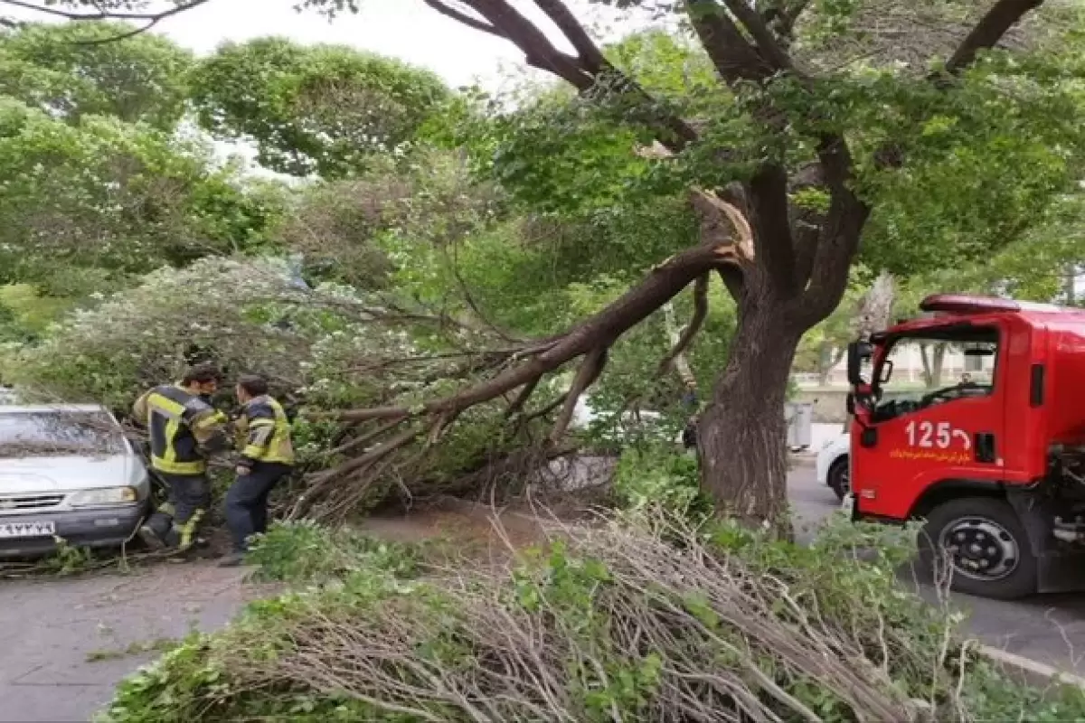 ببینید | سقوط درخت روی یک خودرو در تاکستان بر اثر وزش باد شدید