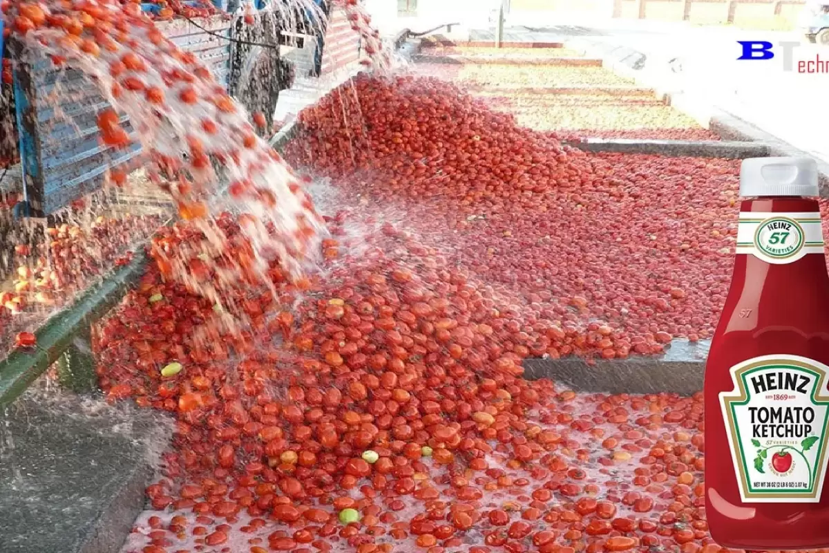 (ویدئو) فرآیند ساخت سس گوجه مشهور در یک کارخانه مدرن آمریکایی