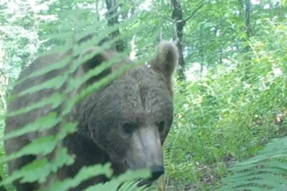 (ویدئو) مشاهده خرس قهوه‌ای و شوکا در جنگل‌های هیرکانی