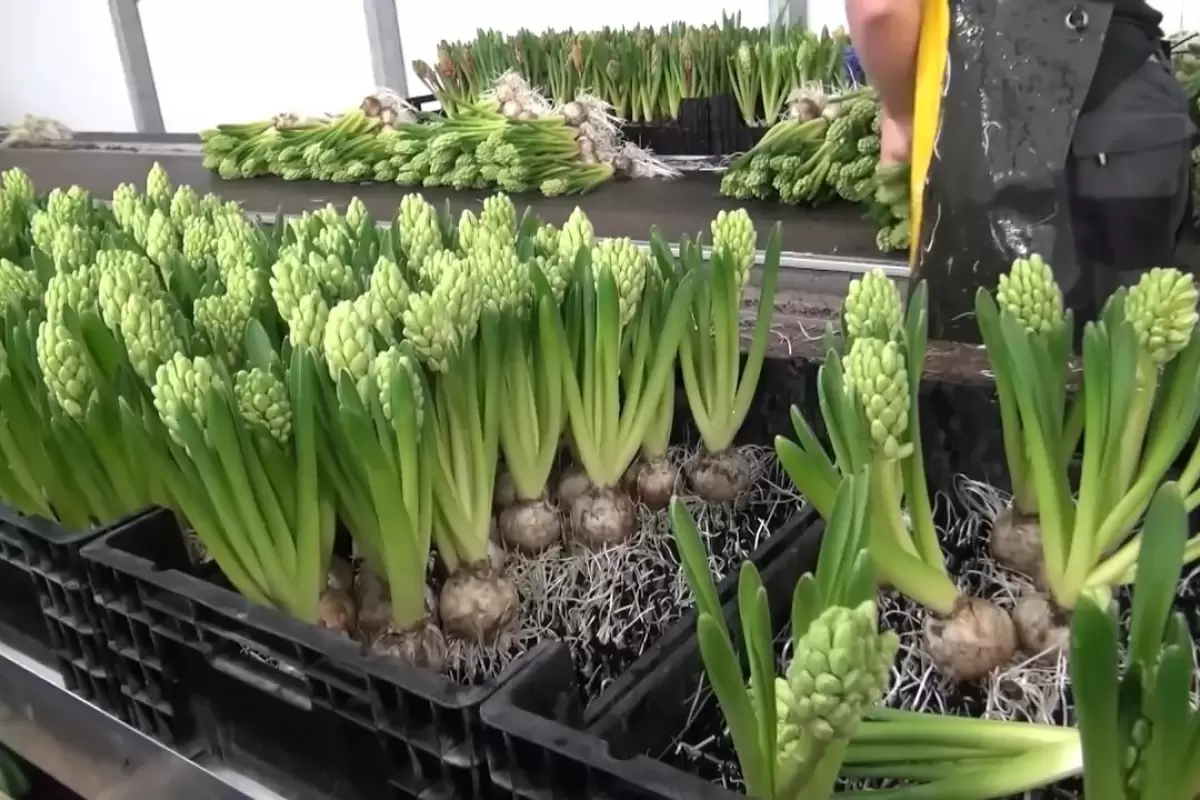 (ویدئو) فرآیند کاشت میلیون ها گل سنبل در هلند بدون نیاز به خاک