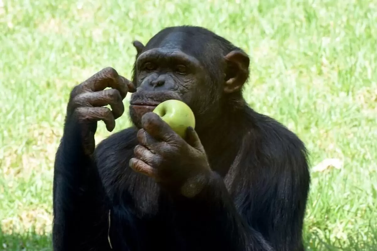 شامپانزه‌ها به شانس اعتقاد دارند