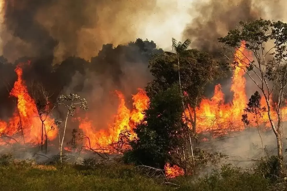 نگرانی از افزایش  آتش‌سوزی جنگل‌های ایران