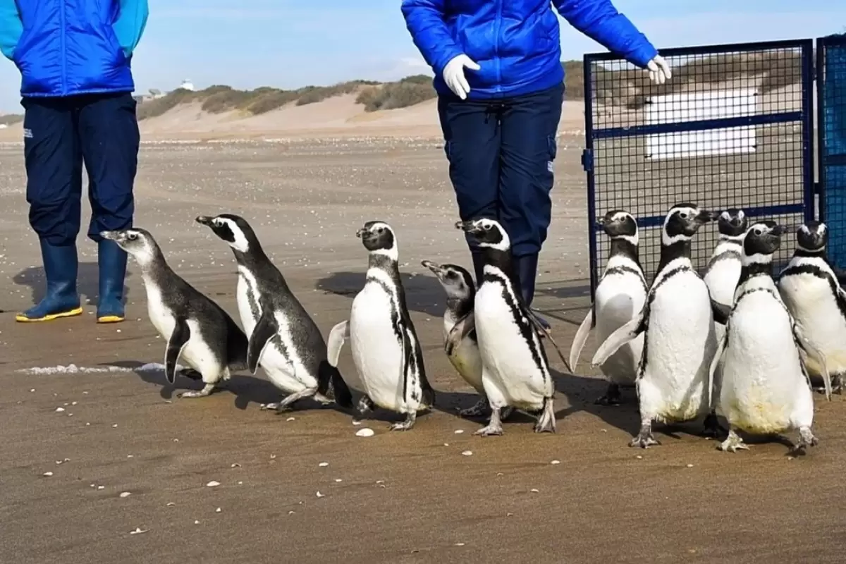 (ویدئو) بازگشت ۱۴ پنگوئن به حیات وحش پس از بازپروری موفقیت‎‌آمیز