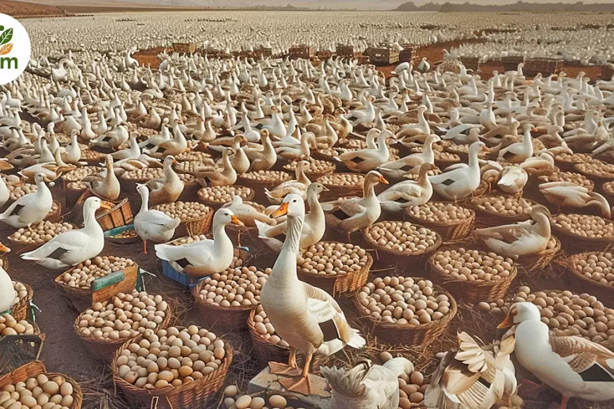 (ویدئو) صبحانه اردکی؛ داستان تولید و برداشت 4 میلیون تخم اردک در مزارع چین