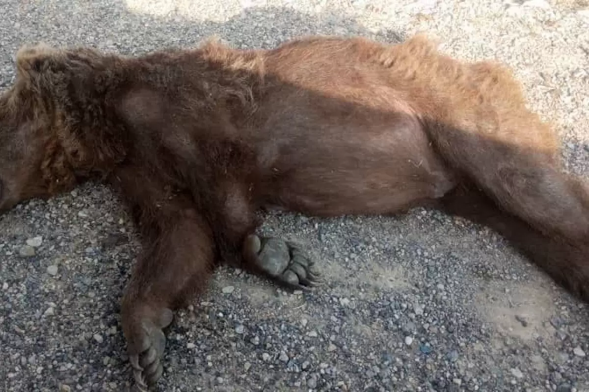 اتلاف خرس و توله‌اش در آزادراه شیراز اصفهان براثر تصادف