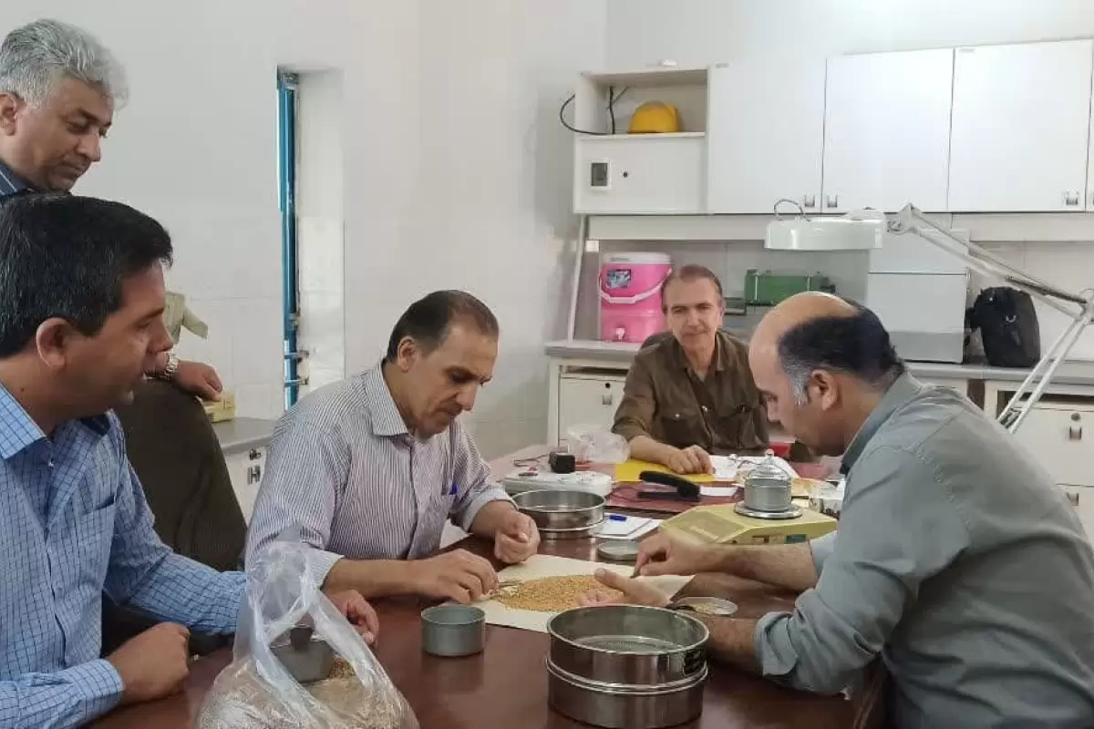 پیش بینی برداشت بیش از۵۰۰۰ تن بذر از مزارع  پیمانکاران تکثیری بذر گندم
