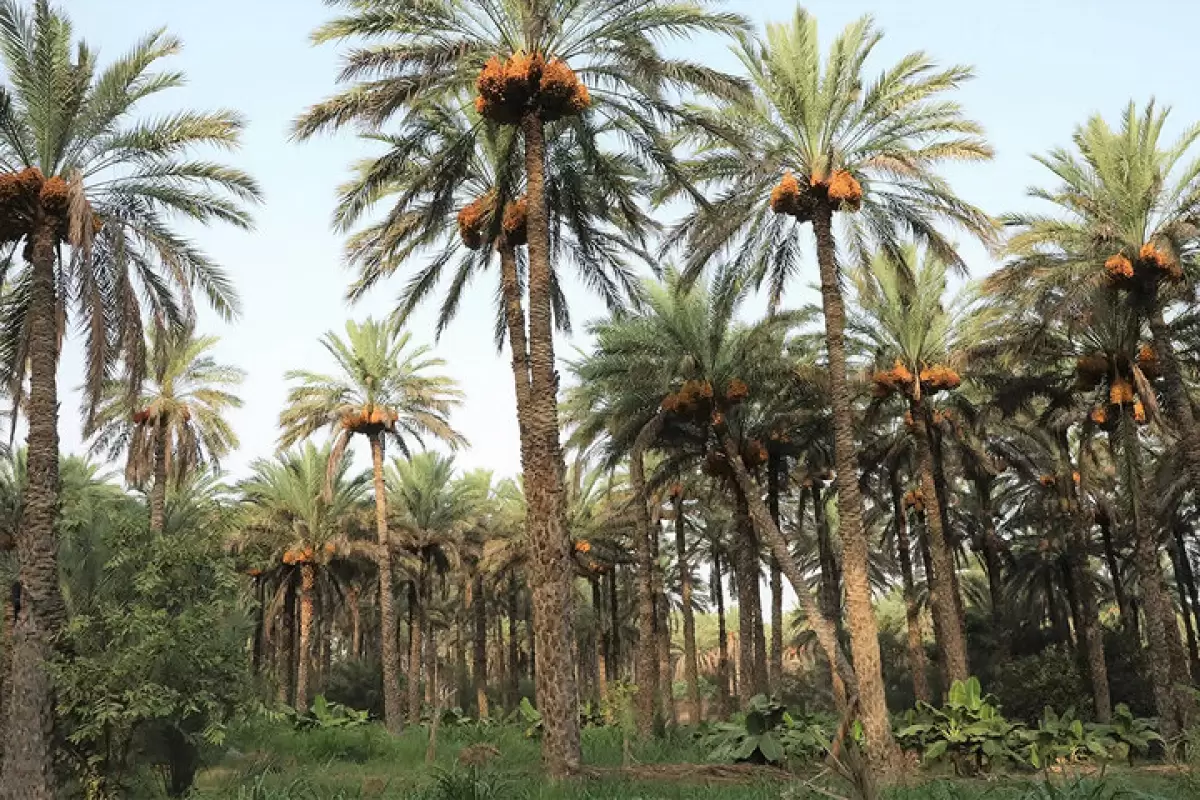 ببینید | سرعت عجیب برداشت محصول نخل در گرمای ۵۰ درجه بوشهر