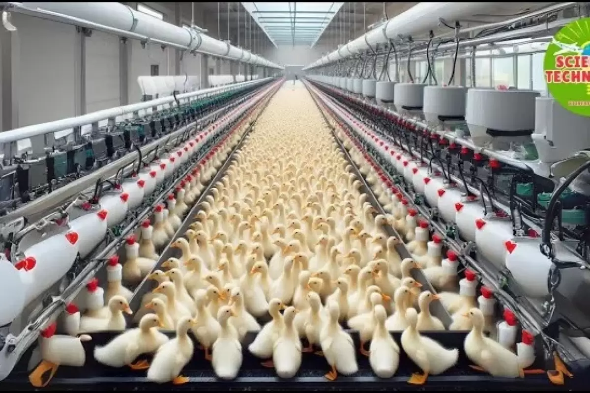 (ویدئو) فرآیند پرورش میلیون ها اردک در مزارع پیشرفته