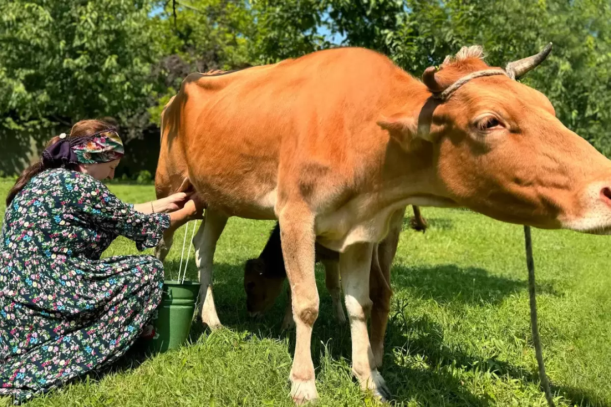 (ویدئو) فرآیند درست کردن ماست با شیر تازه گاو توسط مادر بزرگ آذربایجانی