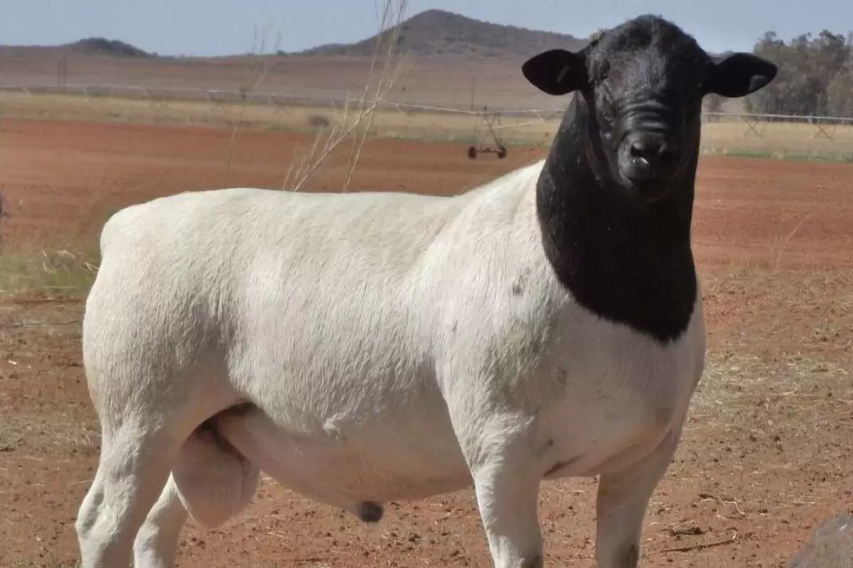 (تصاویر) گوسفند «دورپِر»؛ گوسفندی با ریشه ایرانی که بهترین پوست جهان را دارد!