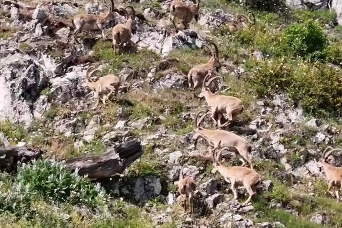 (ویدئو) حرکت بز‌های کوهی و آوازخوانی کبک‌ها در ارتفاعات البرز
