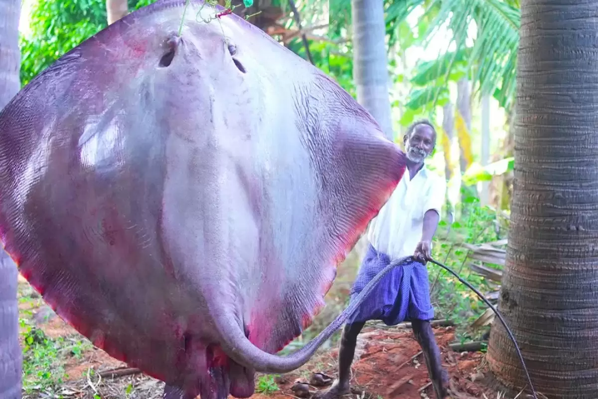(ویدئو) فرآیند پخت یک غذای محلی با سفره ماهی 130 کیلویی به روش هندی ها