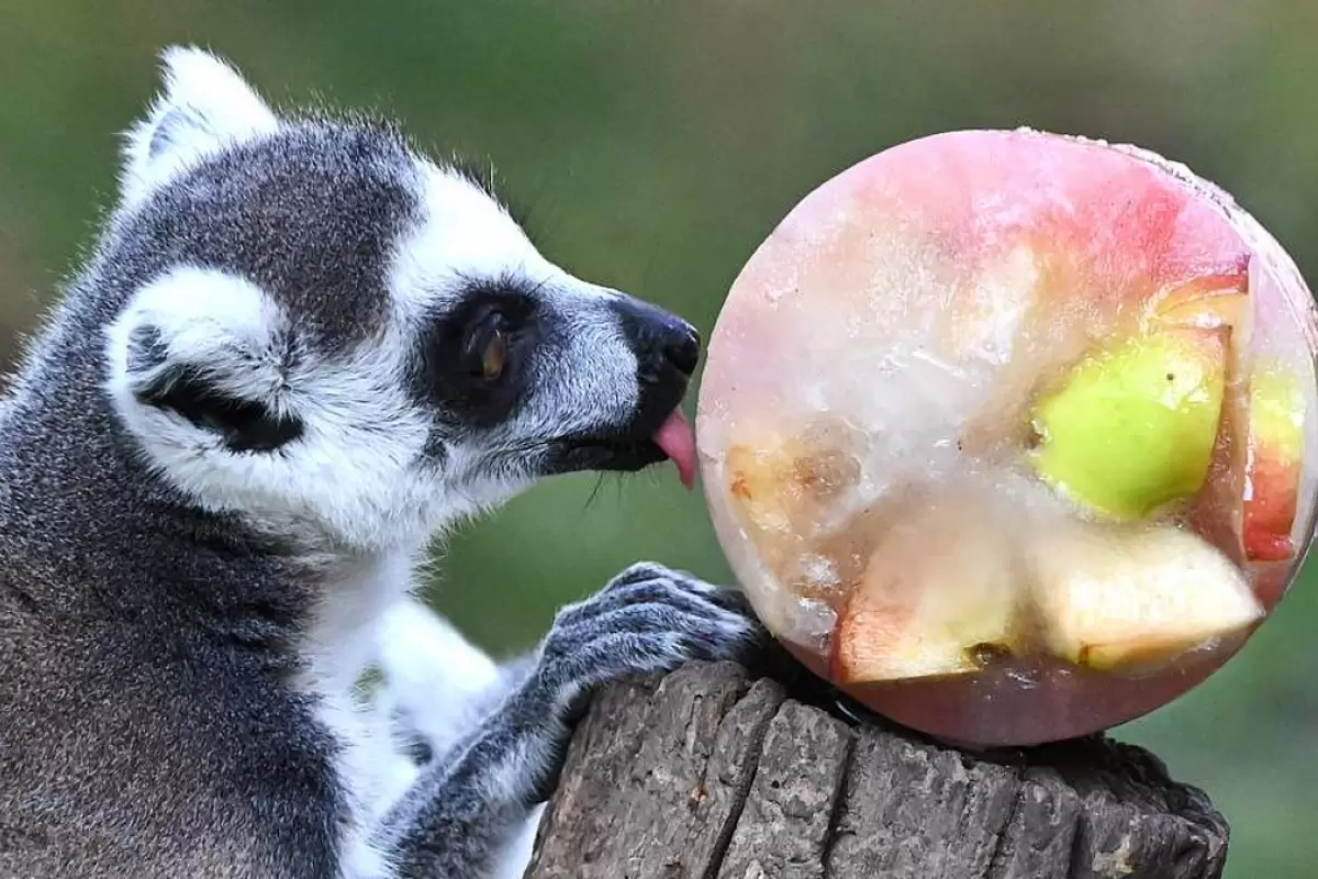 (ویدئو) توزیع خوراکی یخ زده برای حیوانات باغ وحش رم