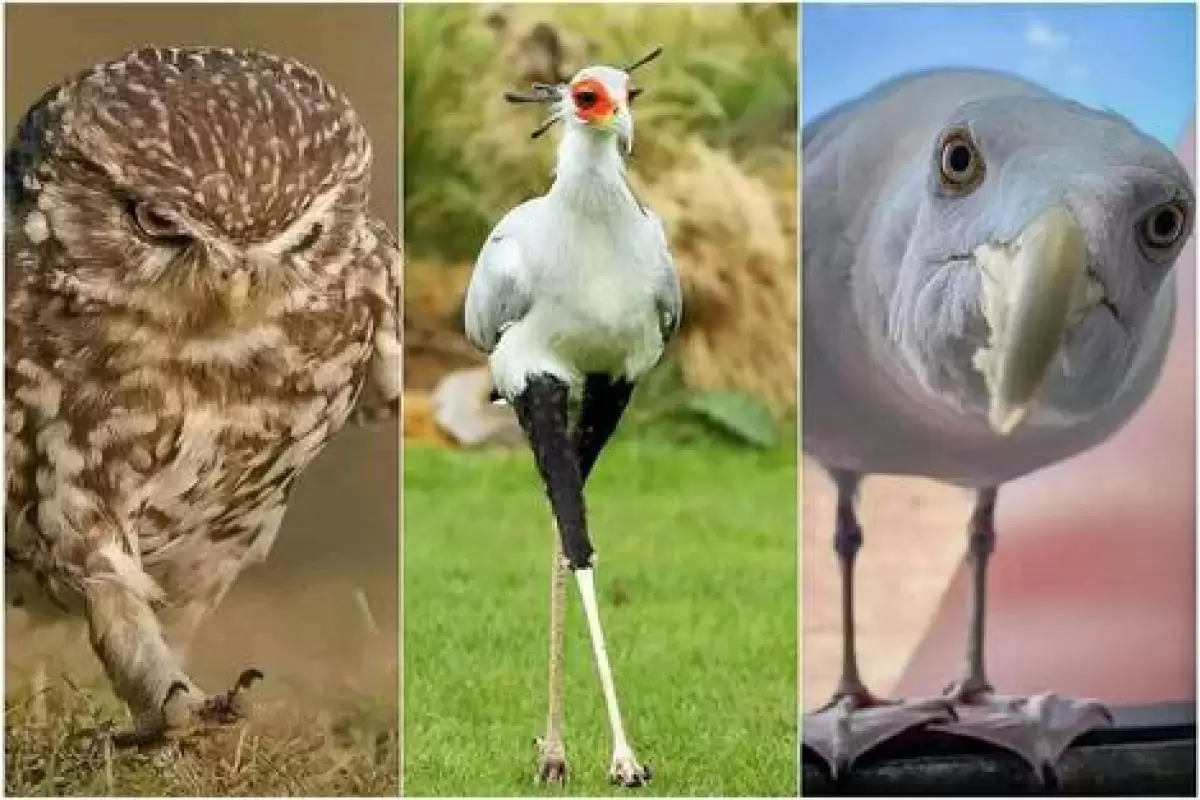 ( تصاویر) پرندگانی که اعصاب ندارند