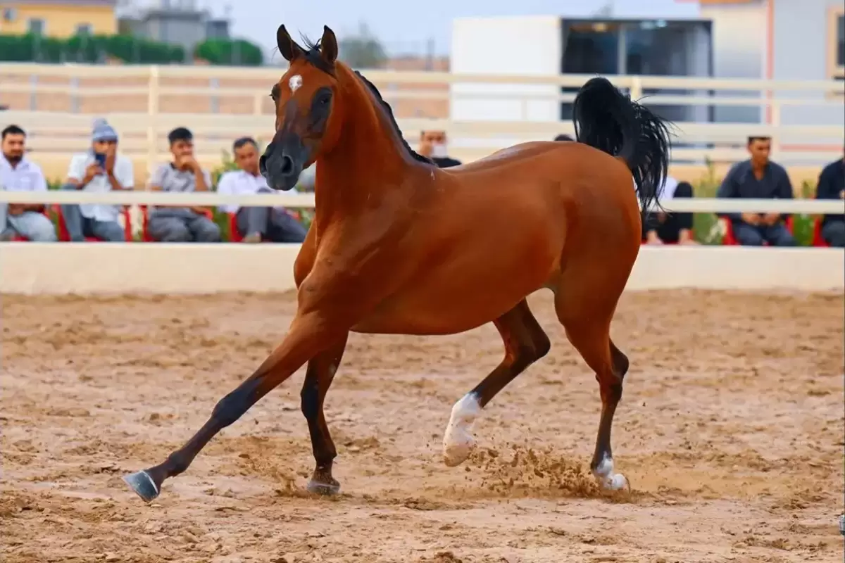 بهترین نژاد اسب عرب در ایران
