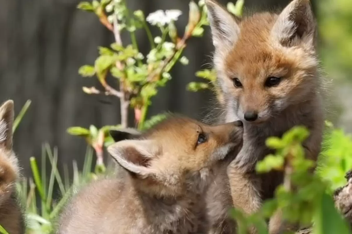 (ویدئو) توله روباه‌های قرمز در جنگل هیرکانی