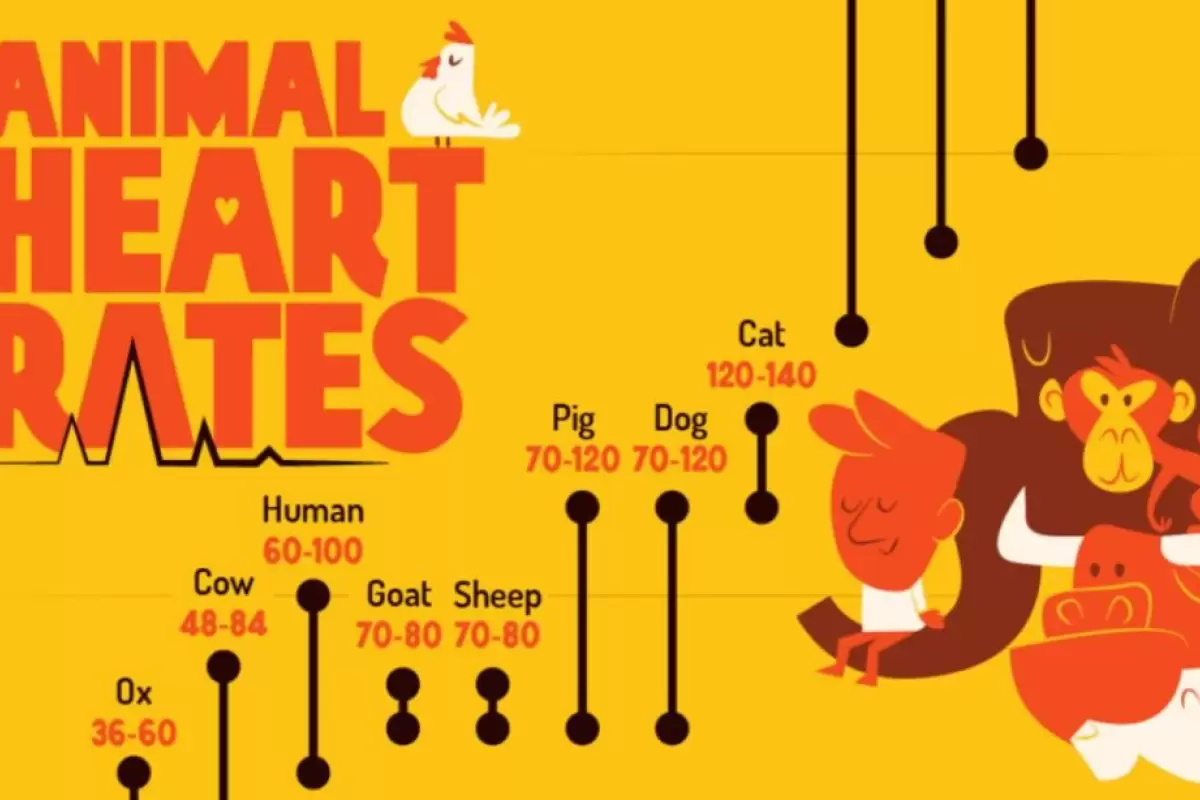 (اینفوگرافیک) مقایسه‌ تعداد ضربان قلب ۱۵ حیوان مختلف در حالت استراحت