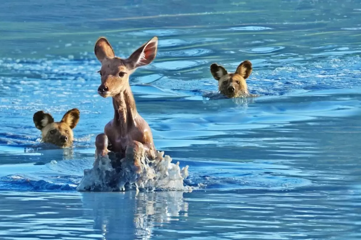 (ویدئو) ایده هوشمندانه سگ وحشی برای بیرون کشیدن کودو از آب