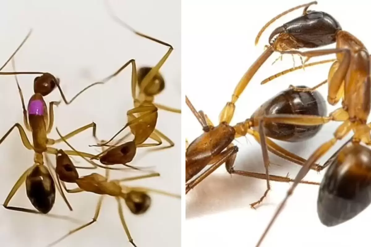(تصاویر) مورچه‌ها؛ جراحان کوچک طبیعت که جان همنوعان خود را نجات می‌دهند