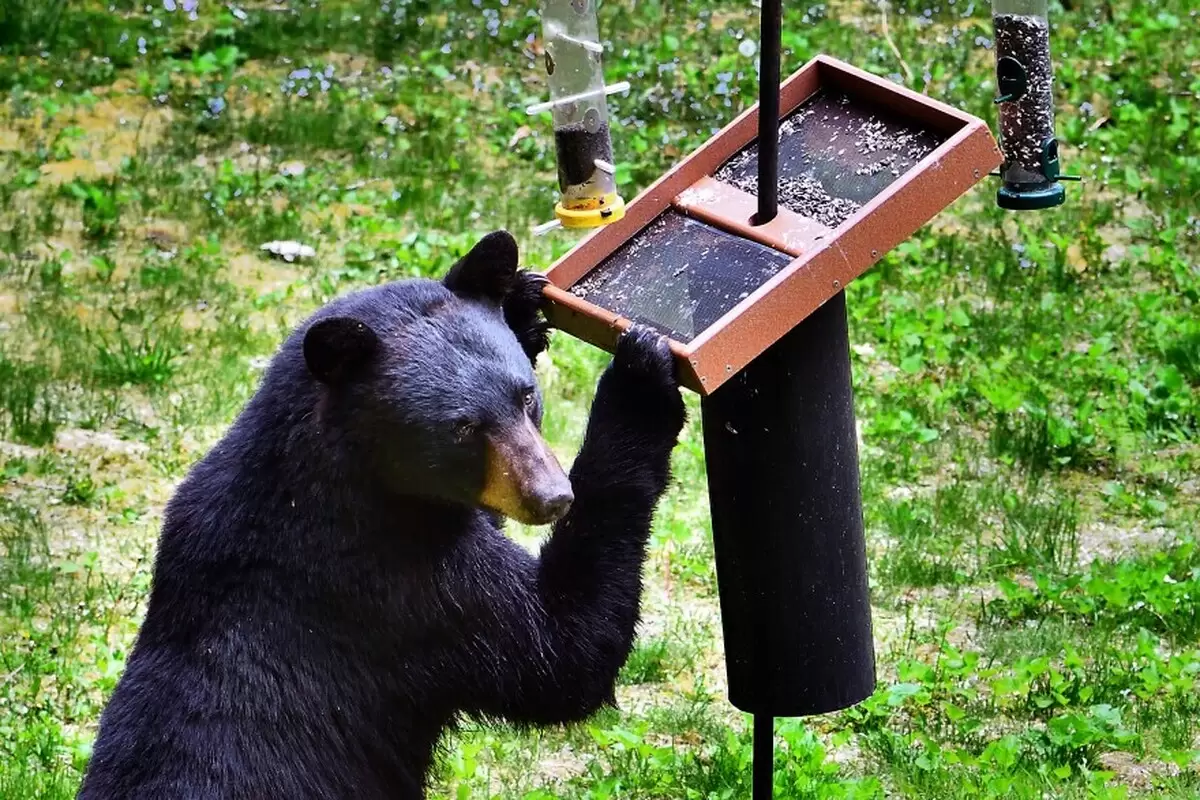 (ویدئو) سرقت تخمه آفتابگردان توسط یک خرس سیاه