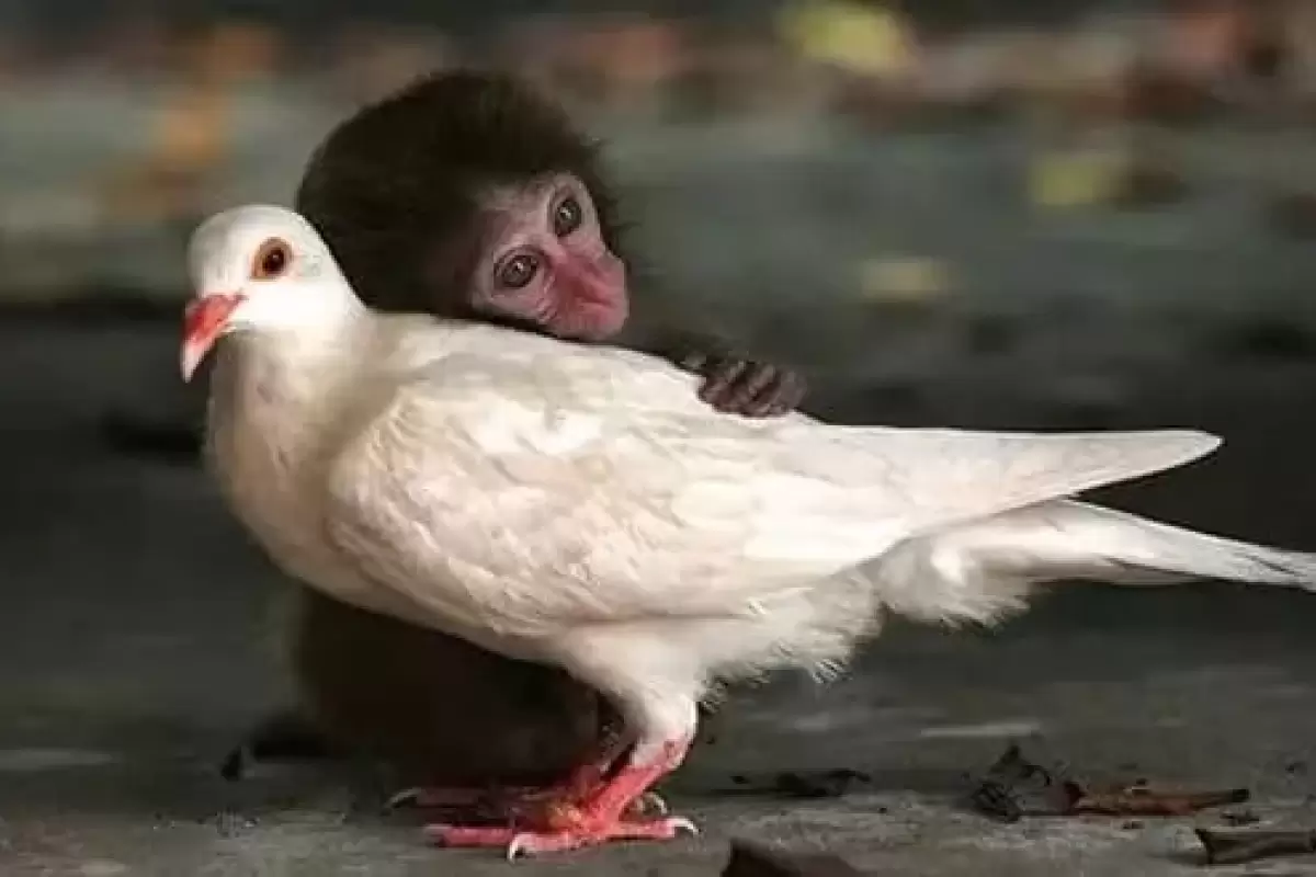 (تصاویر) آیا حیوانات هم با یکدیگر دوست می‌شوند؟