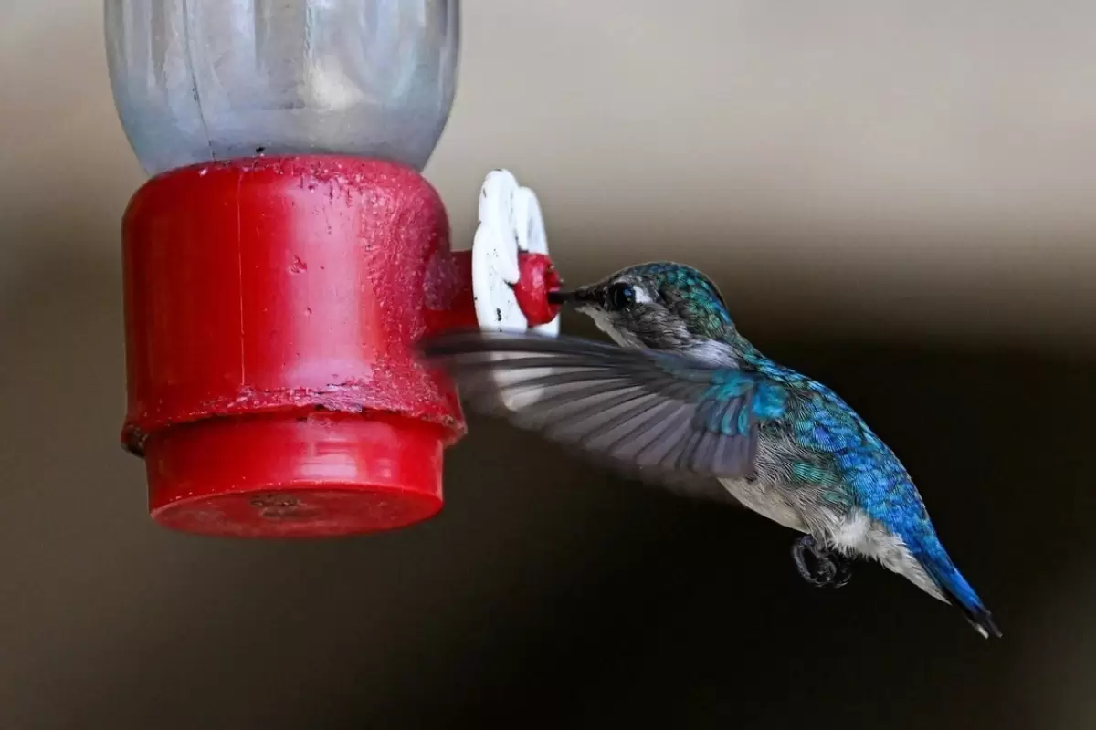 (ویدئو) پناهگاه کوچکترین پرنده جهان