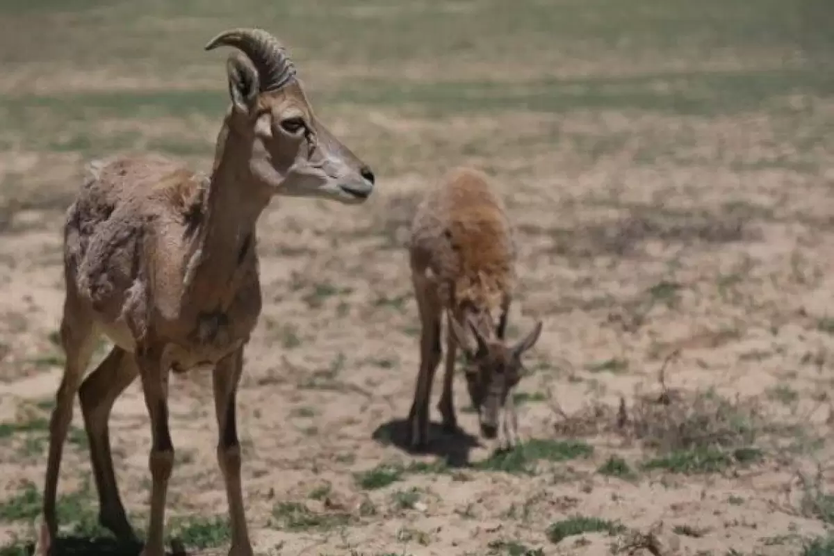 (ویدئو) حیاتِ وحش در تابستانِ هیرکانی