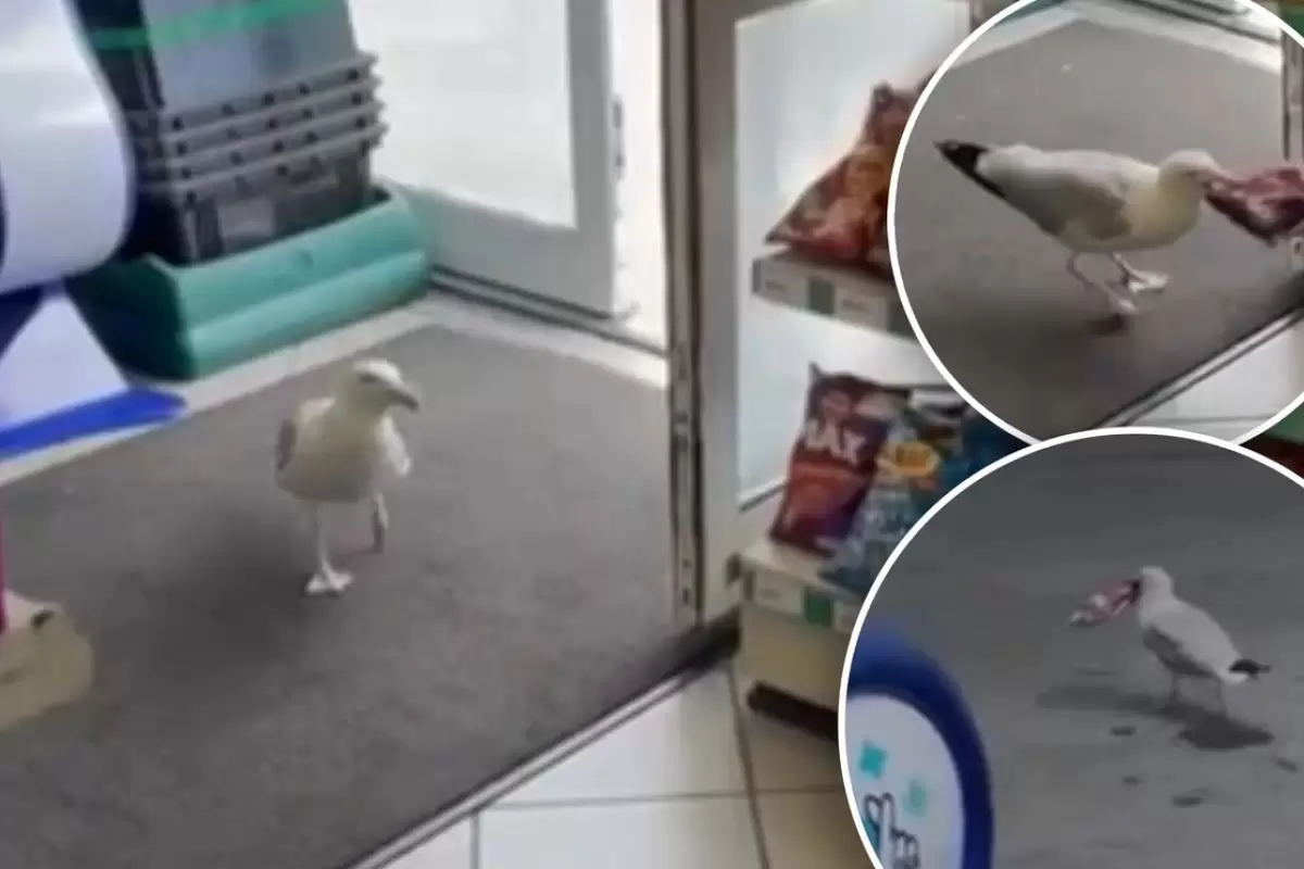 (ویدئو) یک مرغ دریایی ۴۰ بار از فروشگاه چیپس دزدید! ⁣