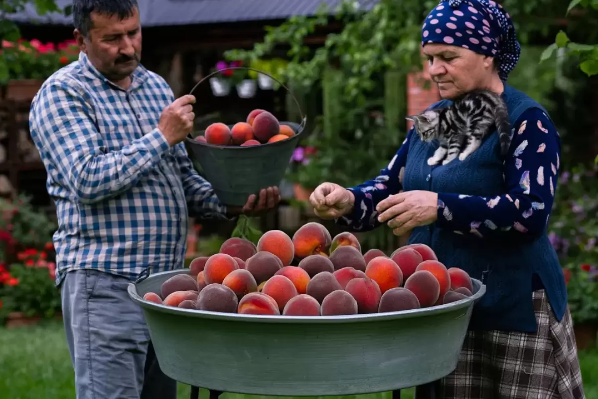 (ویدئو) نمایی نزدیک از تهیه آبمیوه هلو توسط پدربزرگ و مادربزرگ آذربایجان