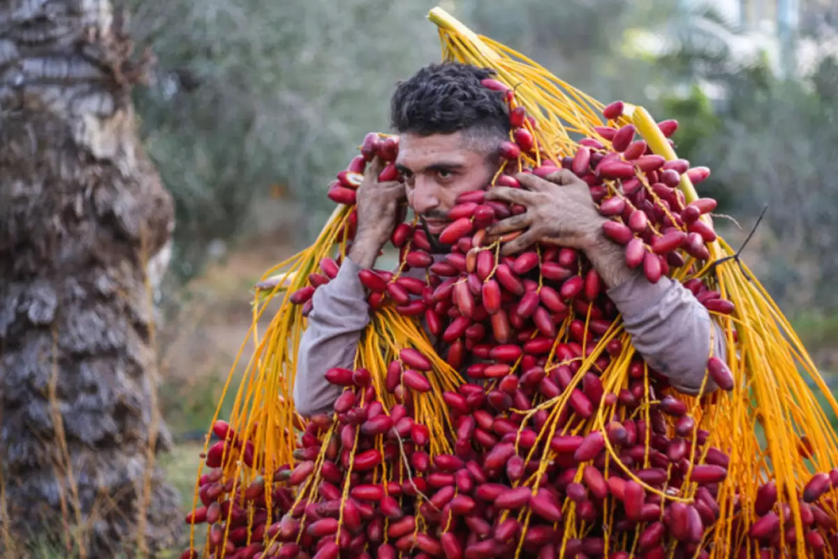 (ویدئو) برداشت خرما در غزه