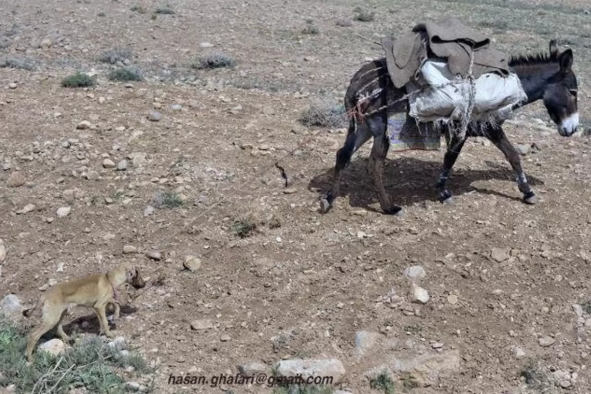 ببینید | لحظه سقوط وحشتناک الاغ عشایر با بار از کوه