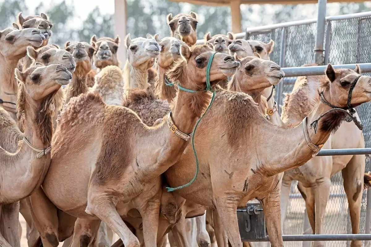 (ویدئو) فرآیند پرورش و فرآوری گوشت هزاران شتر در چین