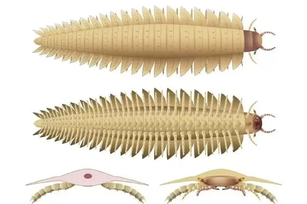 (عکس) کشف بزرگ ترین حشره جهان با جثه یک خودرو متعلق به 340 میلیون سال قبل