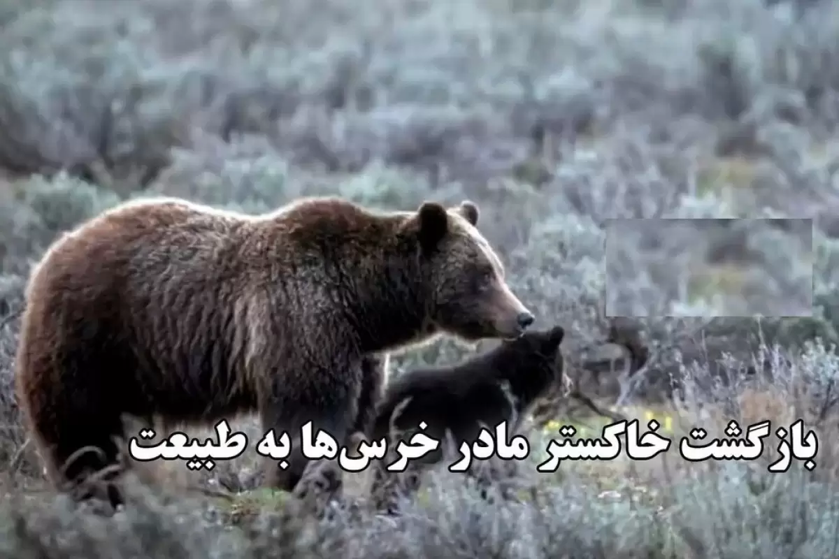 (ویدئو) بازگشت خاکستر مادر خرس‌ها به طبیعت؛ هزاران نفر برای مرگ او عزاداری کردند