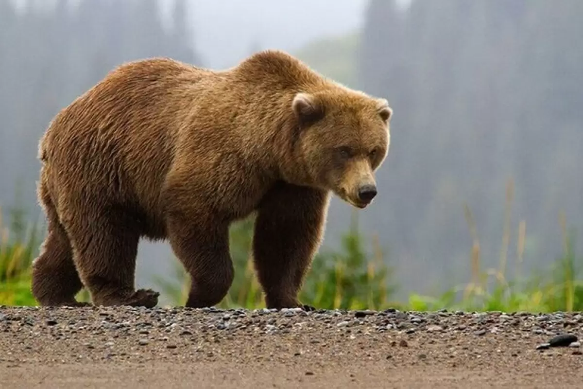 ماجرای حمله خرس در جاده چالوس چه بود؟