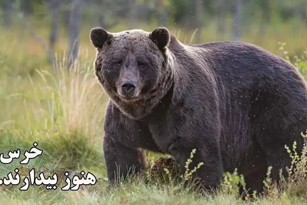 (ویدئو) خرس‌ها هنوز بیدارند..! گرسنه و سرگردان در جستجوی غذا؛ حتی تا نزدیکی انسان‌ها