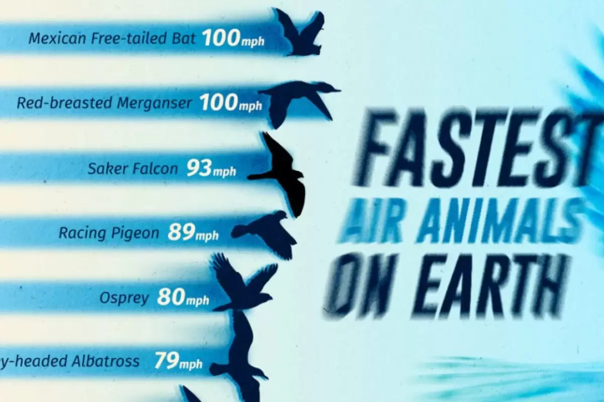 (اینفوگرافی) رتبه‌بندی سریع‌ترین پرندگان جهان بر اساس حداکثر سرعت