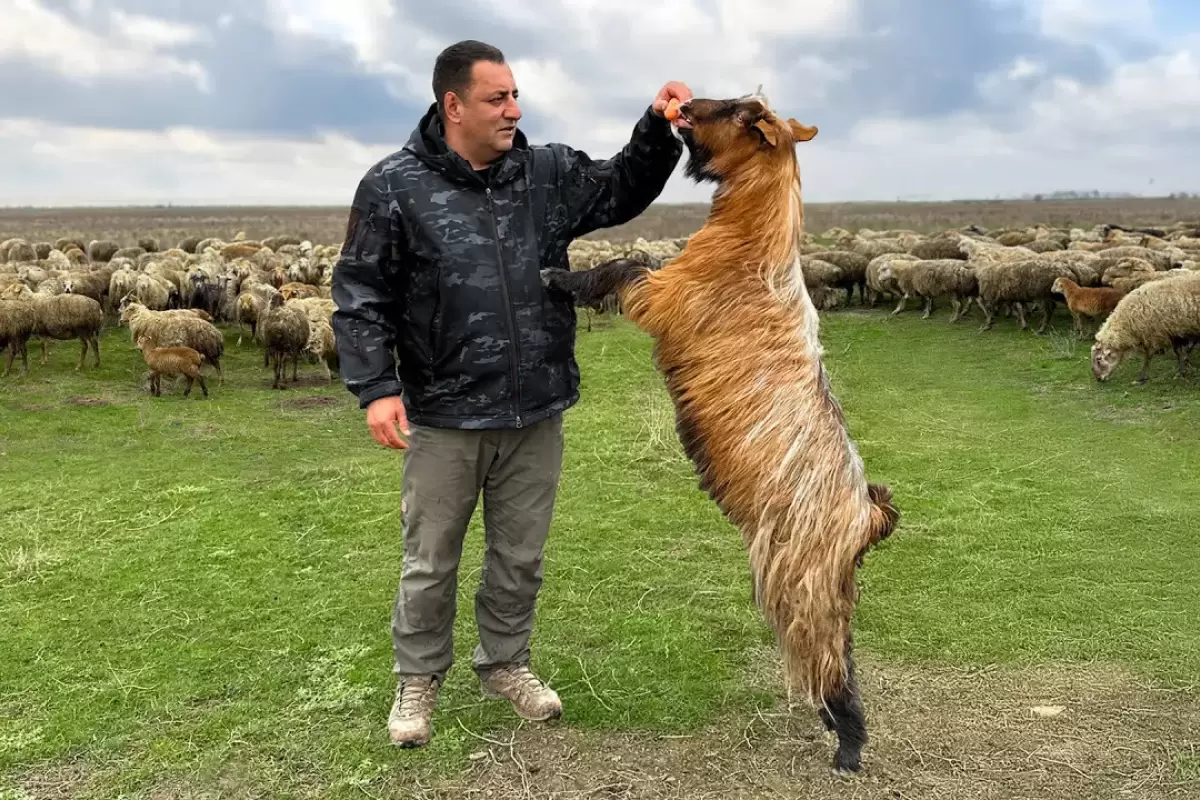 (ویدئو) غذای روستایی در آذربایجان؛ پخت یک غذای محلی با گوشت و برنج