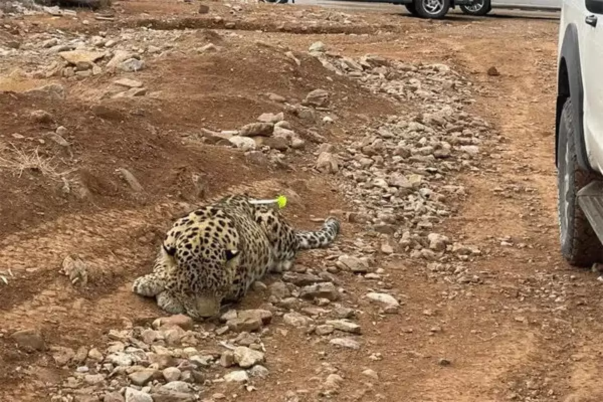 آخرین وضعیت زنده گیری پلنگ در روستای مغانک